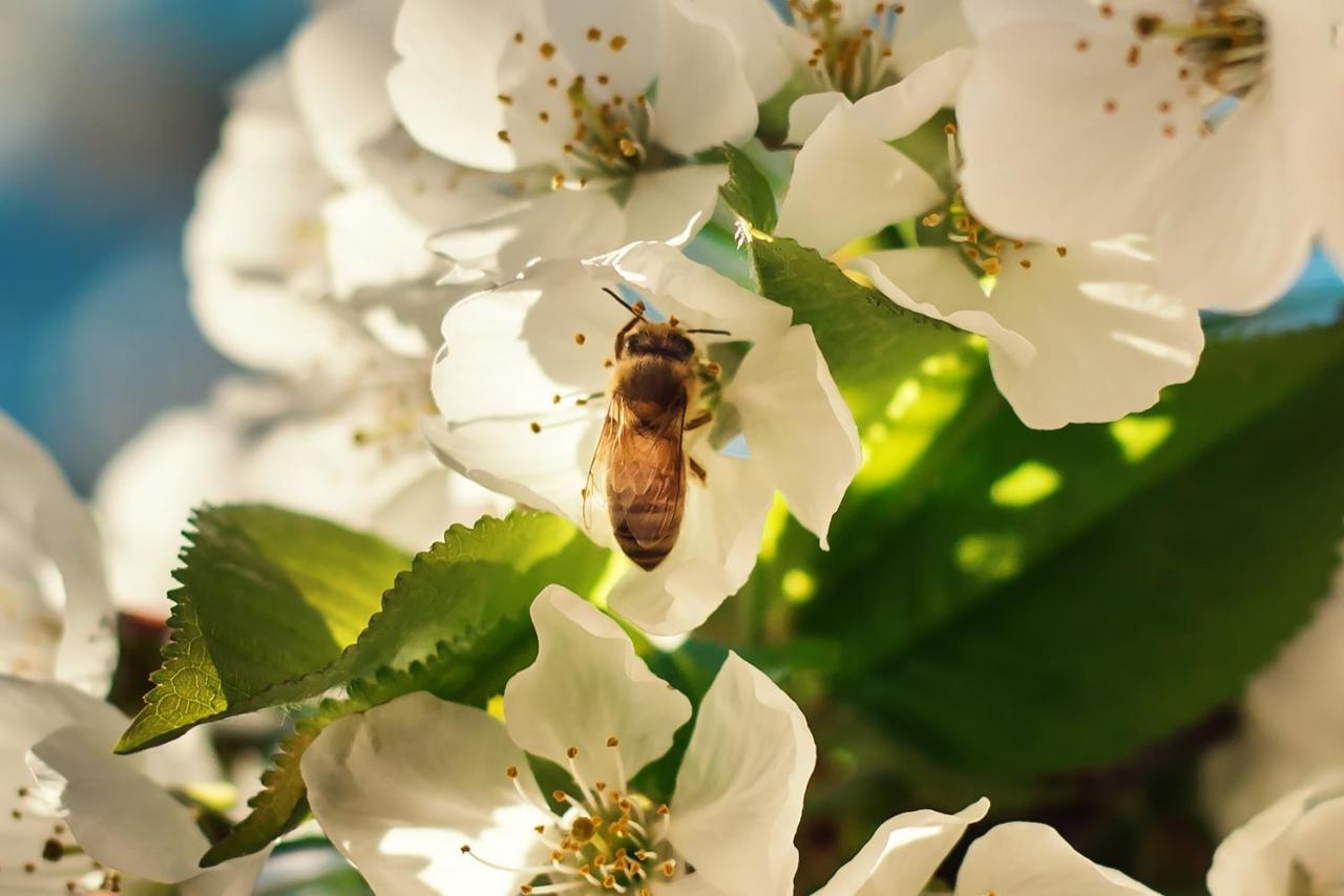 Barn Hives 얄링업 외부 사진